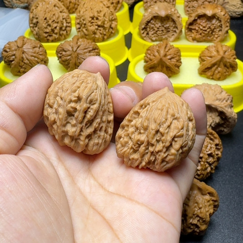 野生一根筋32