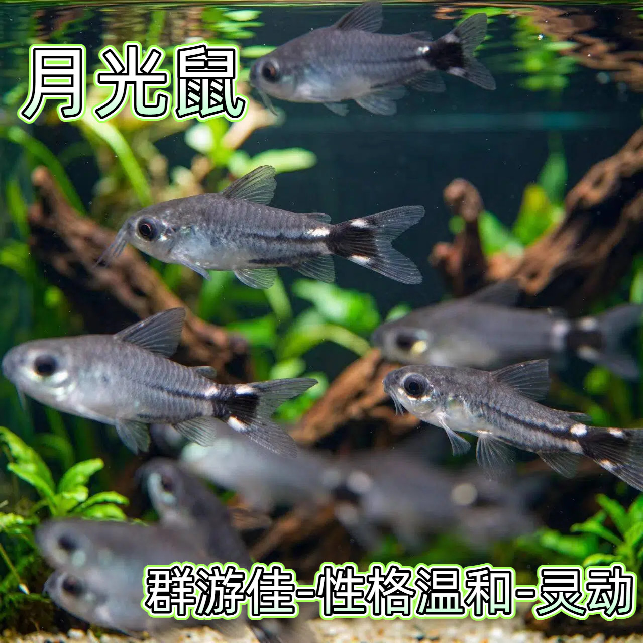 鱼官儿月光鼠鱼精灵鼠娃娃鼠迷你群游小型观赏鱼热带鱼小巧好看图片