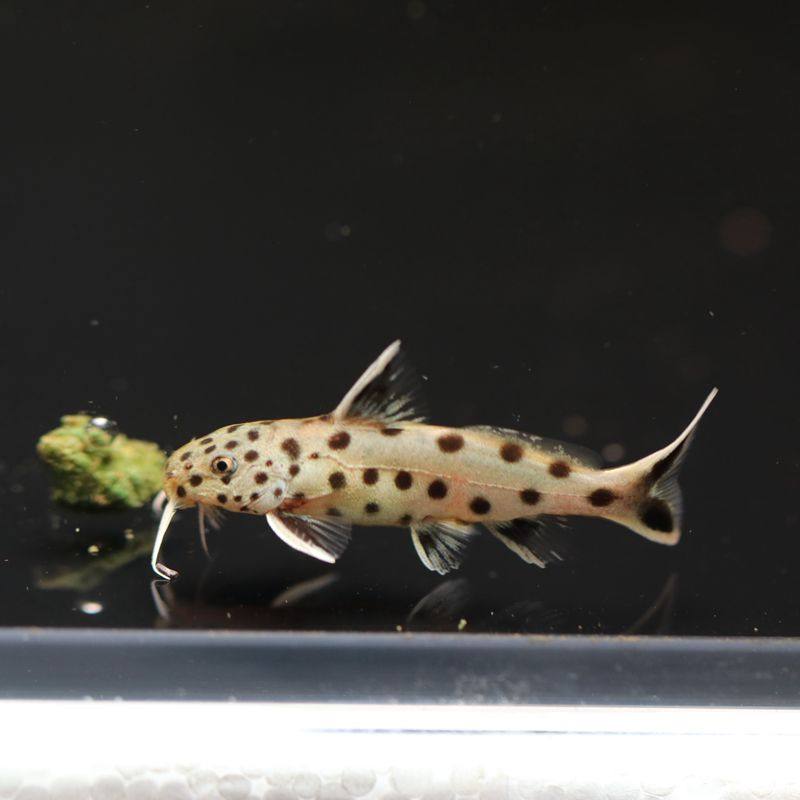 鱼官儿 南美豹鲸 白金豹皮 网纹豹鲸 银河豹鲸小豹鲸热带鱼观赏鱼