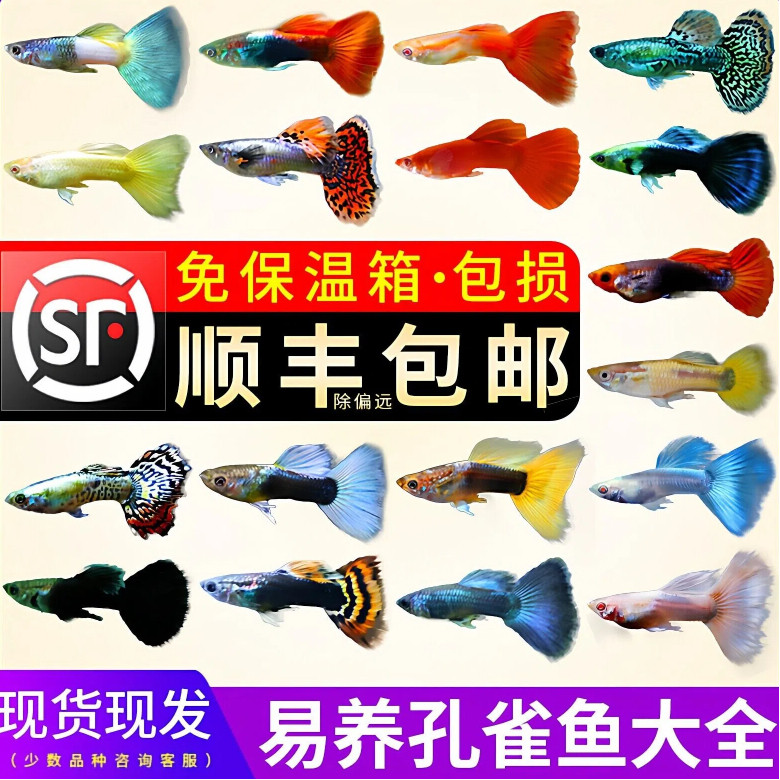 鱼官儿孔雀鱼观赏鱼小型淡水热带鱼繁殖鱼苗凤尾鱼水族宠物新手养