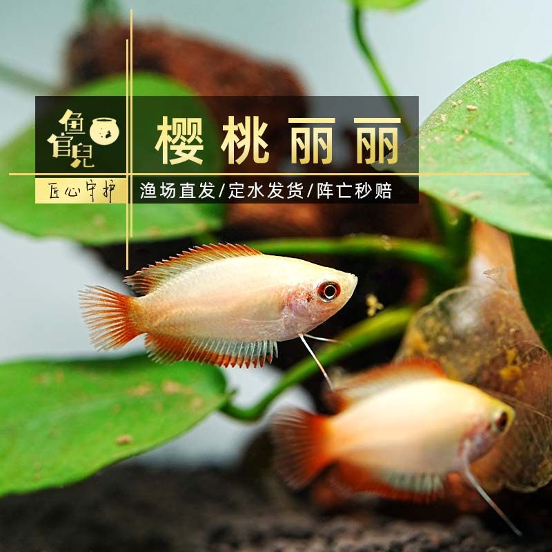 鱼官儿五彩丽丽草莓丽丽曼龙鱼樱桃丽丽新手宠物好养耐活观赏鱼苗