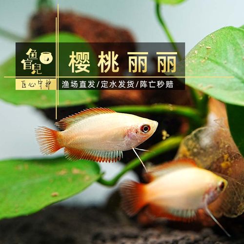 热带观赏鱼草莓丽丽樱桃丽丽