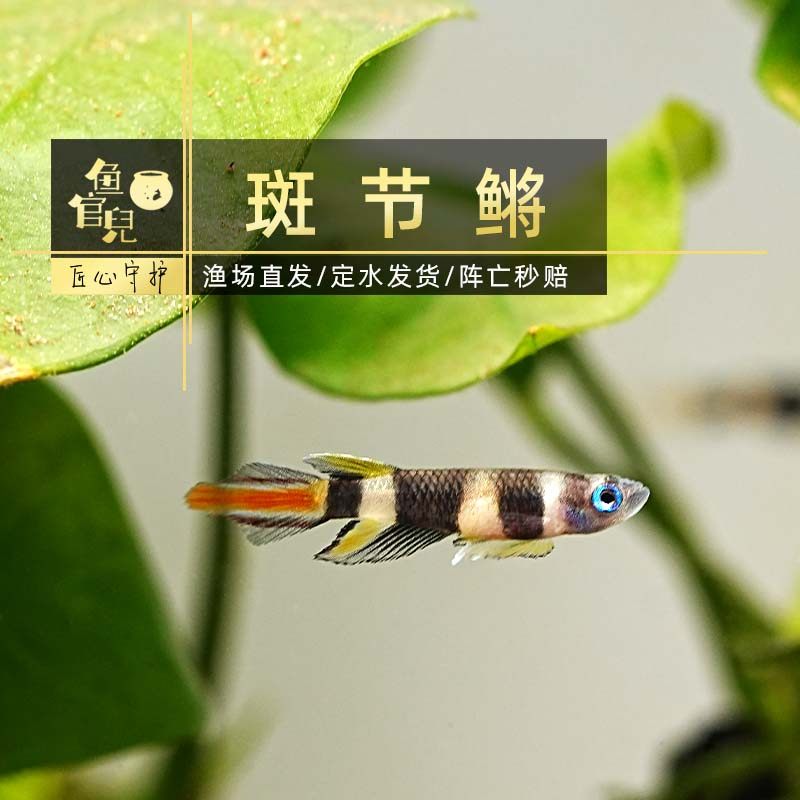 鱼官儿 斑节鳉鱼 草缸小型热带观赏鱼火箭鳉活体上层鱼