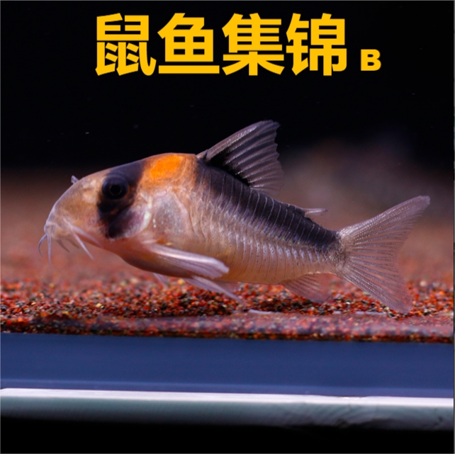 鱼官儿南美鼠鱼合集b黑金红头红帆鼠尼青黑剑斜纹小花网印第安鼠