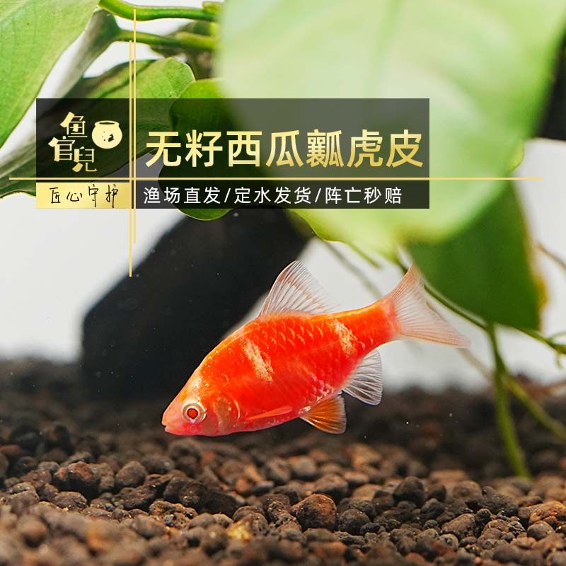 鱼官儿绿虎皮鱼红虎皮荧光绿西瓜虎皮新手好养耐活小型热带观赏鱼