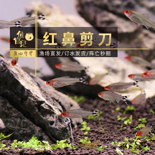 白金红鼻剪刀群游鱼亚洲红鼻鱼