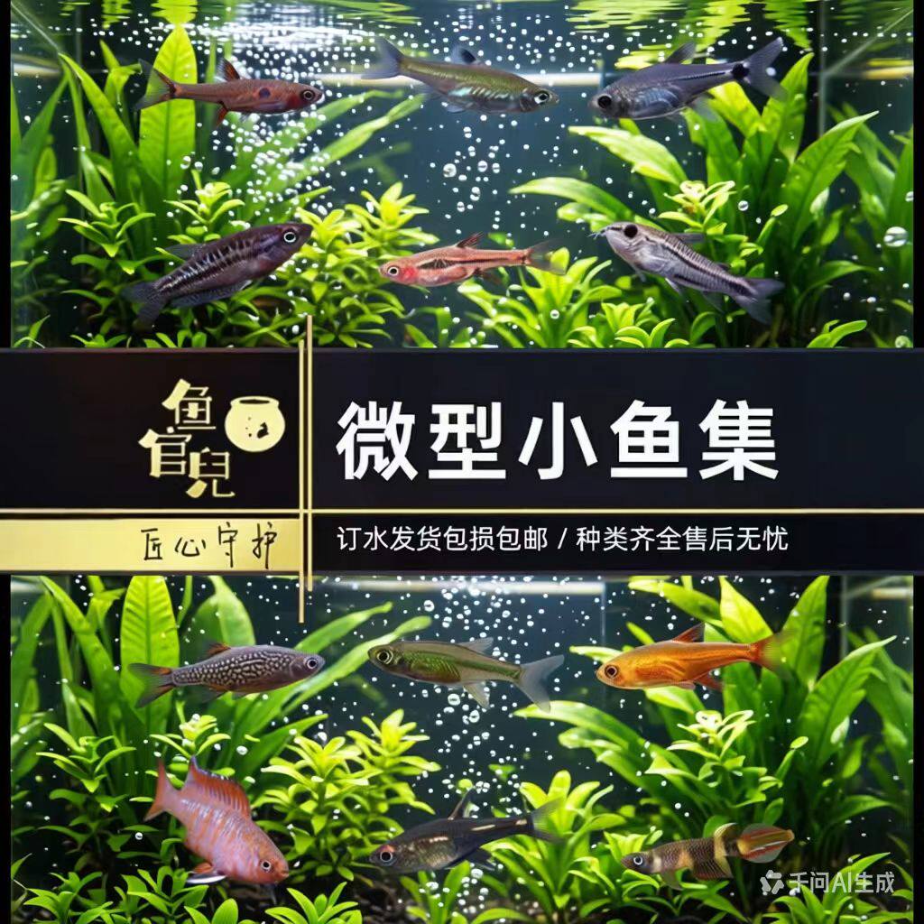 鱼官儿草缸混养米虾的微型鱼图片