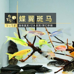 鱼官儿蝶翼长尾长鳍斑马鱼小型灯科鱼好养仙子适合新手耐寒小型鱼