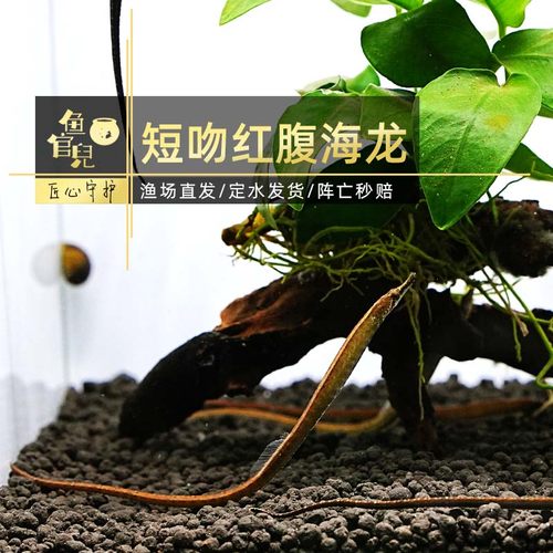 原生鱼短吻红腹海龙长吻娜迦海龙