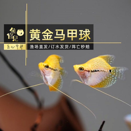 蓝曼龙球体黄金马甲球珍珠马甲球