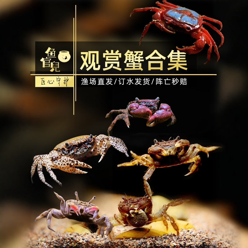 淡水深水蟹辣椒蟹蝴蝶蟹爬宠螃蟹