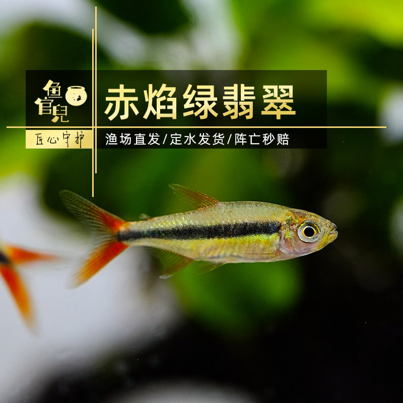 鱼官儿红尾科佩依超级红魔鬼赤焰绿翡翠灯红唇红月可卡鱼蝴蝶凯迪