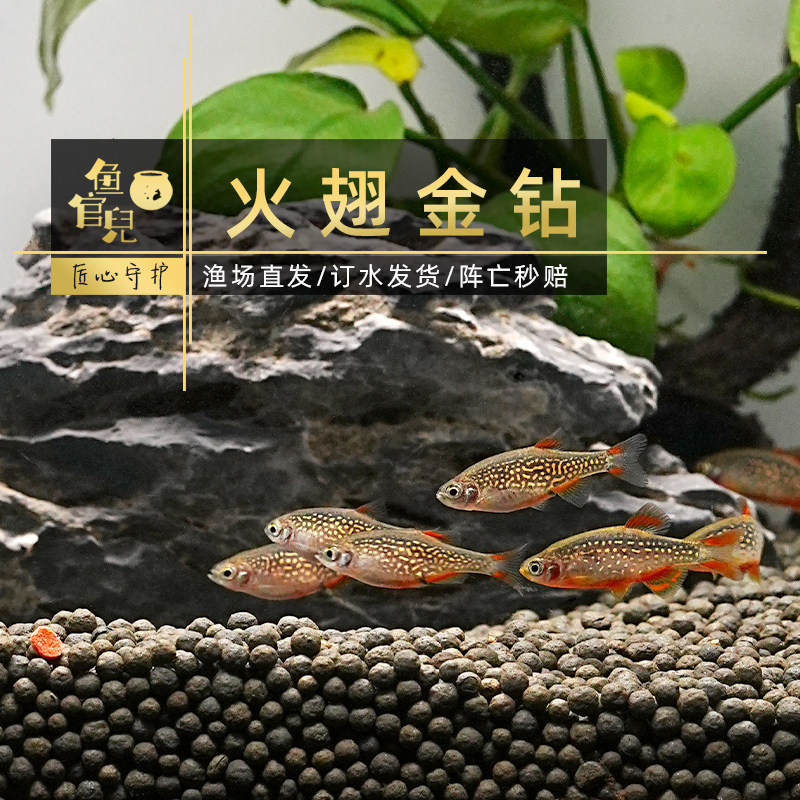 鱼官儿火翅金钻灯蓝带斑马灯虹带斑马草缸南美小型热带观赏鱼火炽