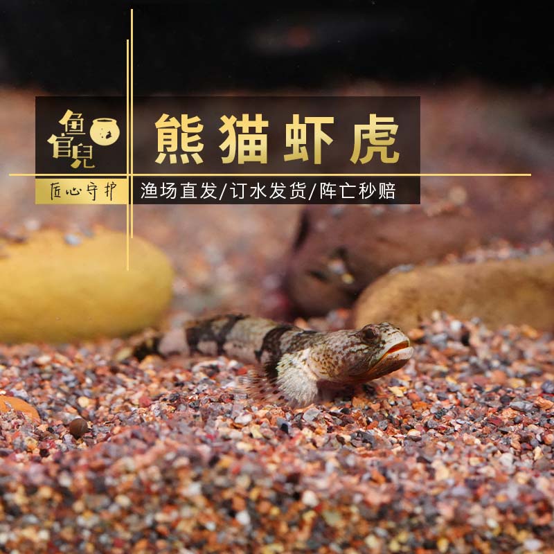蓝肚韧虾虎电光枝桠虾虎黄金枝桠