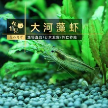 鱼官儿台湾大和藻虾大河藻虾沼虾观赏虾除藻虾工具虾草缸除藻高手