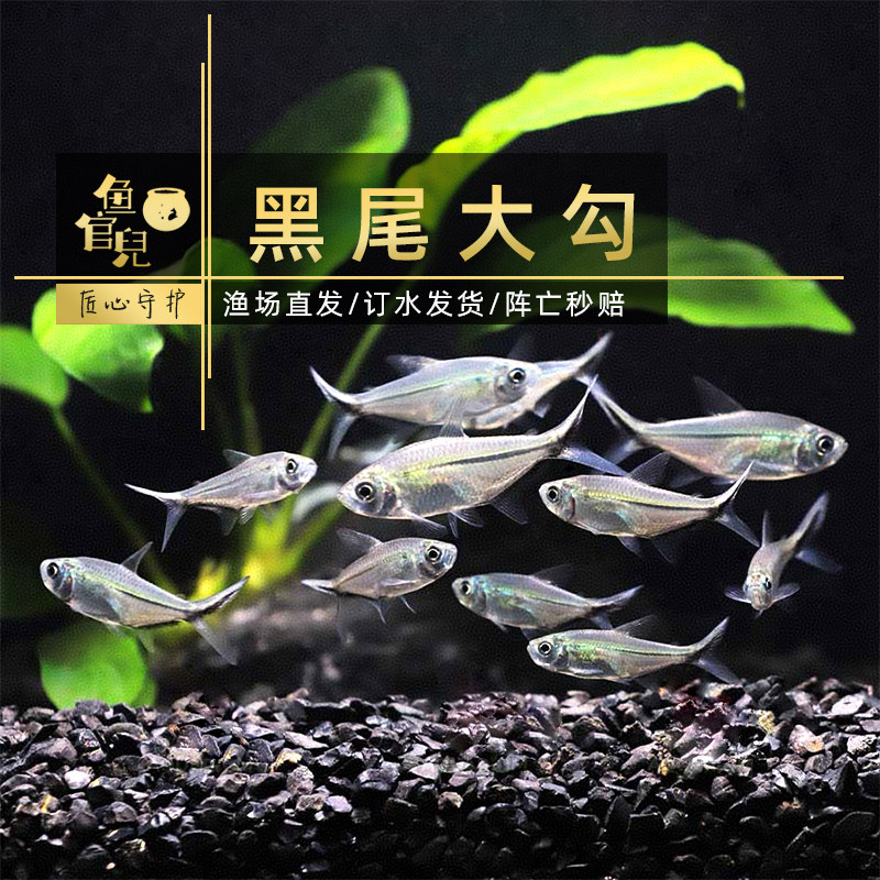 鱼官儿大尺寸黑尾大勾群游鱼草缸小型活体热带观赏鱼淡水鱼新手养