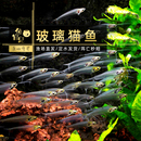 鱼官儿魔鬼刀黑羽毛玻璃飞DAO电鳗观赏鱼玻璃猫透明鱼龙须猫热带