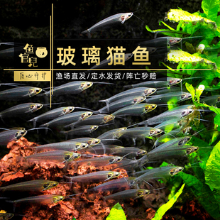鱼官儿魔鬼刀黑羽毛玻璃飞DAO电鳗观赏鱼玻璃猫透明鱼龙须猫热带