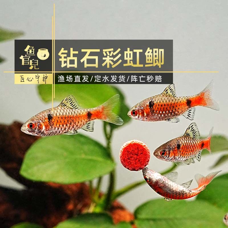 鱼官儿原生鱼溪流缸鱼钻石彩虹鲫鱼红黑宝石鲫观赏鱼樱桃鲫鱼冷水