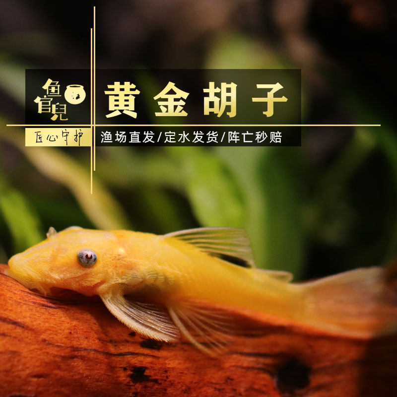 鱼官儿黄金胡子鱼蓝眼胡子女王大帆清道夫除藻工具鱼清垃圾观赏鱼