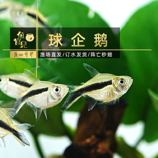 鱼官儿 企鹅灯 球体圆企鹅灯 群游美小型热带观赏鱼