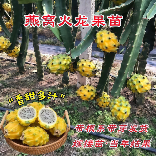 燕窝火龙果树苗带果新品种麒麟果苗黄皮白肉火龙果嫁接苗当年结果