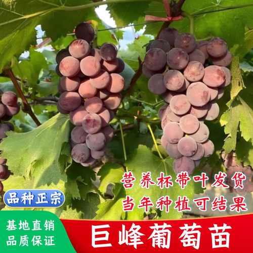巨峰葡萄树苗特大无籽葡萄苗耐寒南北方四季种植巨峰葡萄当年结果