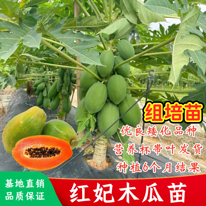 红妃木瓜树苗矮化特大冰糖红心木瓜苗庭院盆栽水果木瓜苗四季结果