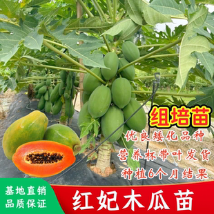 红妃木瓜树苗矮化特大冰糖红心木瓜苗庭院盆栽水果木瓜苗四季结果