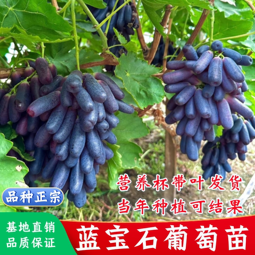 蓝宝石葡萄树苗美人指葡萄树苗耐寒无籽爬藤葡萄树苗种植当年结果