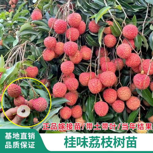 桂味荔枝树嫁接苗庭院盆栽结果苗