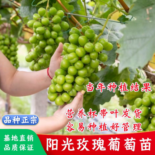 阳光玫瑰葡萄树苗无籽葡萄苗盆栽晴王葡萄树苗南北方种植当年结果