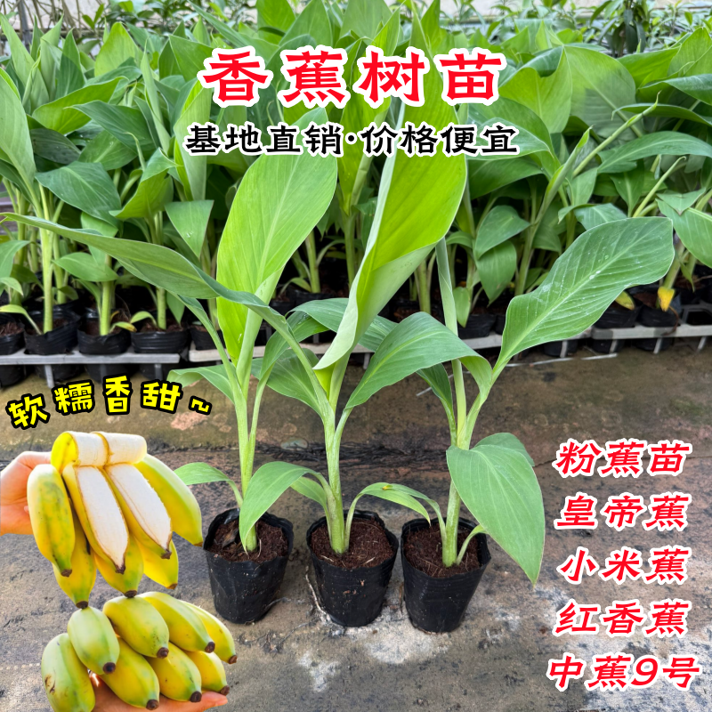 香蕉树苗中蕉9号粉蕉苗带土盆栽