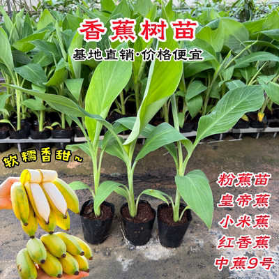 香蕉树苗中蕉9号粉蕉苗带土盆栽