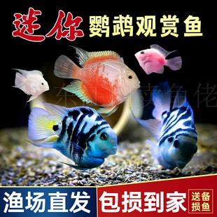 迷你鹦鹉鱼繁殖快耐养活打架鱼鹦鹉鱼带娃狂魔桃心球体胭脂粉鹦鹉