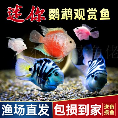 迷你鹦鹉鱼繁殖猛带娃狂魔热带鱼