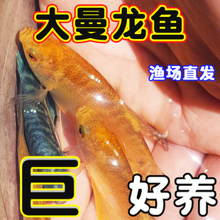 曼龙七彩丽丽金曼龙黄曼龙鱼万龙好养新手耐活蓝曼龙珍珠马甲省心