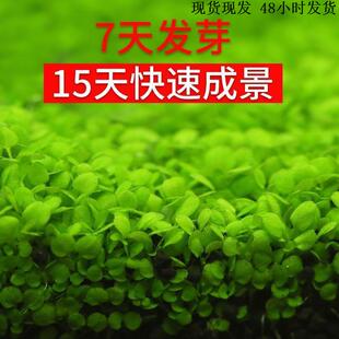 小鱼缸专用水草生态种子四季养鱼速成草坪造景大小对叶牛毛草籽