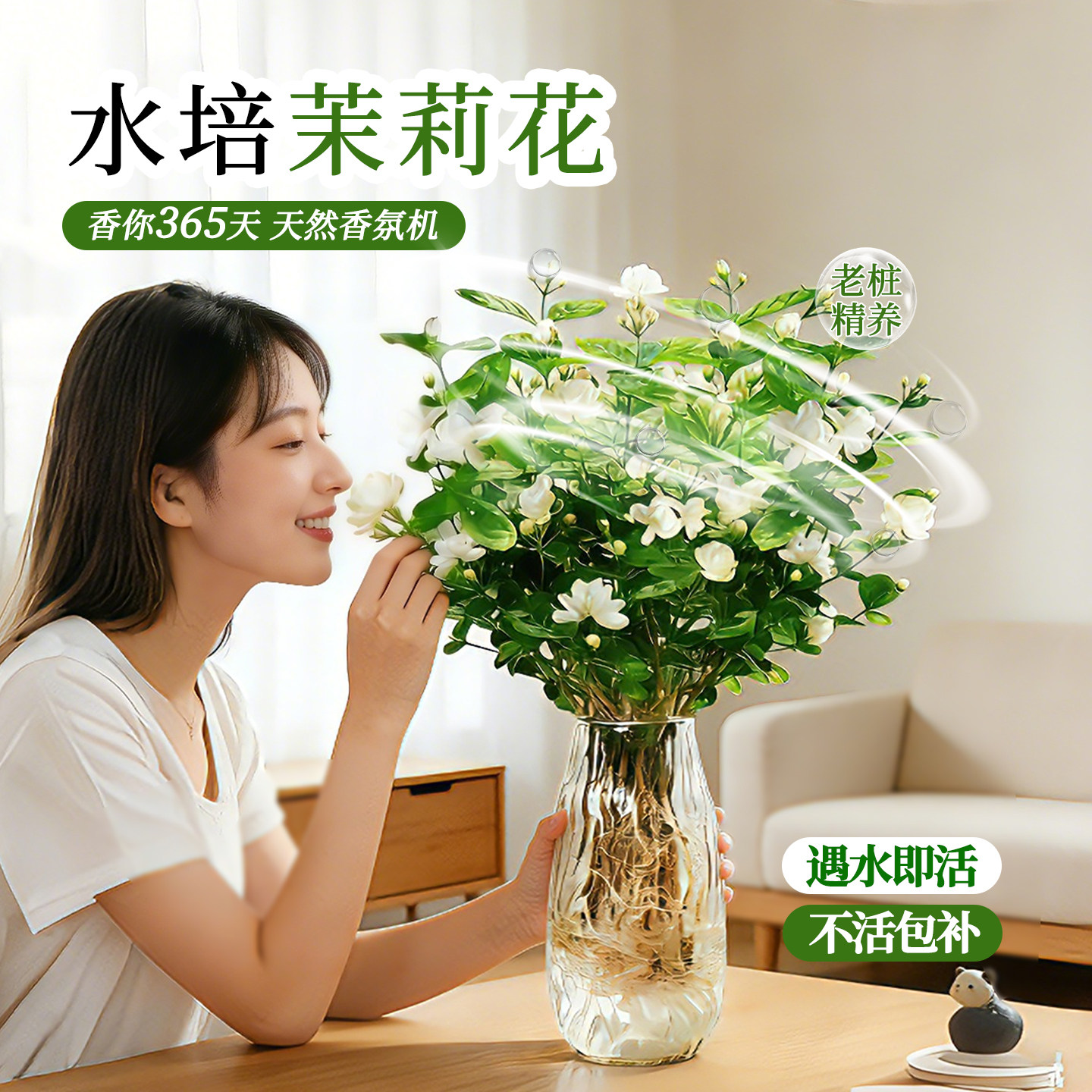 水培茉莉花盆栽植物带花苞办公室桌面好养懒人鲜花绿植水养花卉