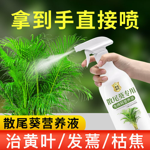 散尾葵专用肥料免稀释散尾葵营养液叶面肥叶子发黄竹子凤尾竹肥料