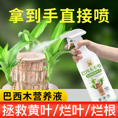 巴西木营养液幸运木开花专用水培叶子发黄免稀释巴旦木植物肥料