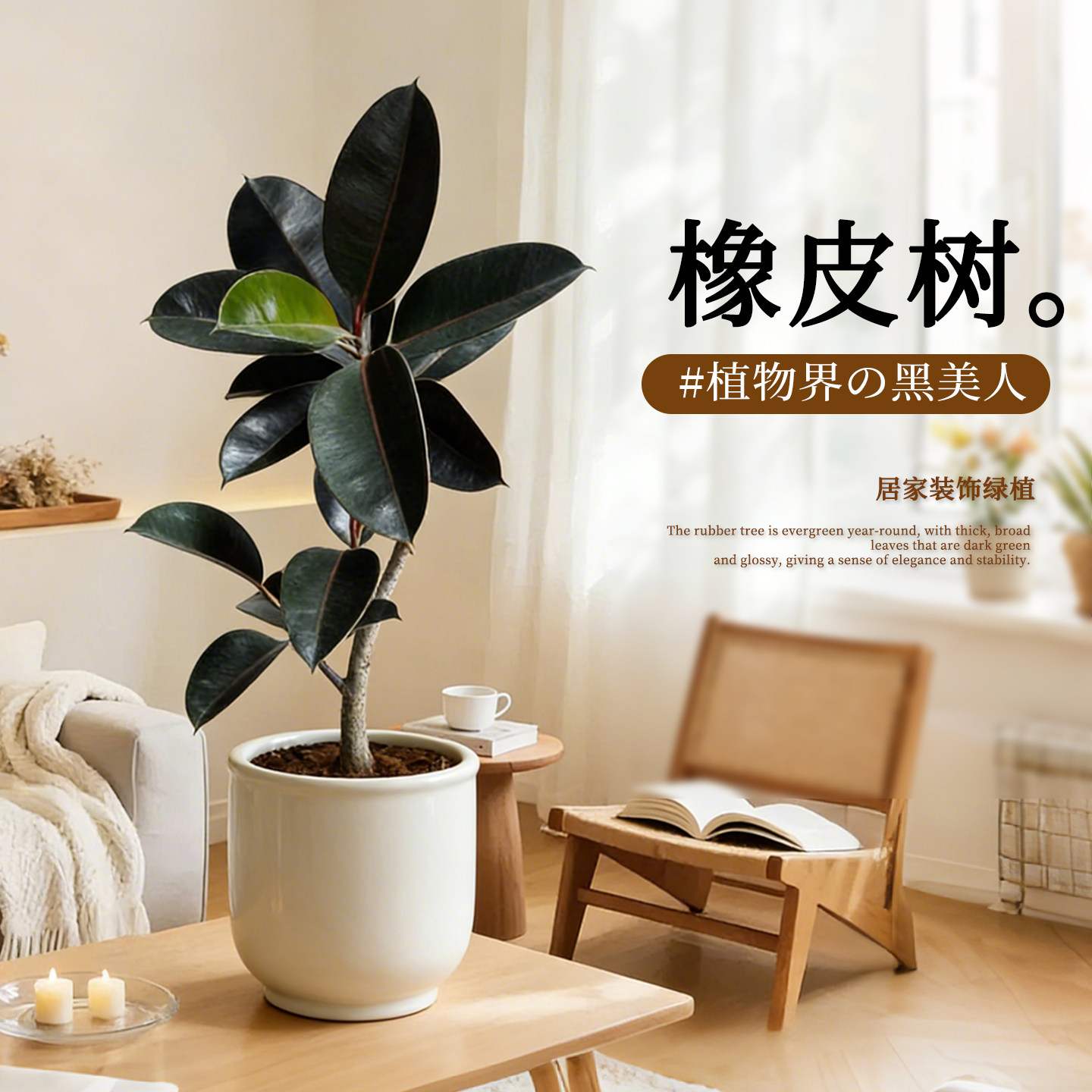 橡皮树盆栽黑金刚室内客厅家养净化空气绿植网红植物桌面好养盆景,鲜花速递/花卉仿真/绿植园艺,绿植,淘宝优惠券,粉丝福利购,淘宝优惠卷