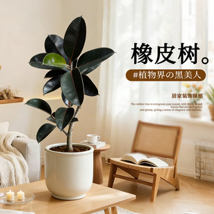 橡皮树盆栽黑金刚室内客厅家养净化空气绿植网红植物桌面好养盆景