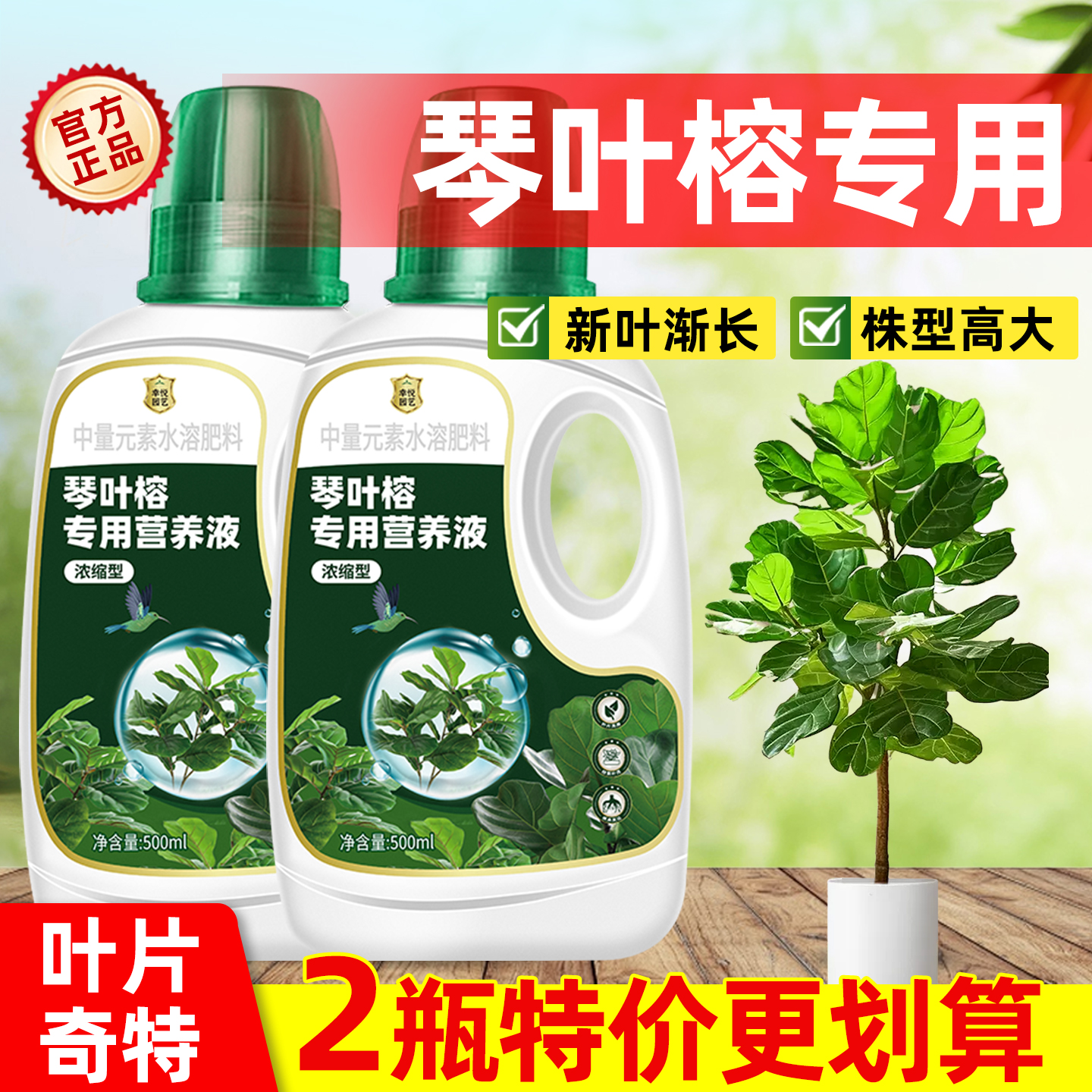 琴叶榕营养液花肥锈斑病黄叶落叶大琴叶榕肥料专用肥水溶液体肥