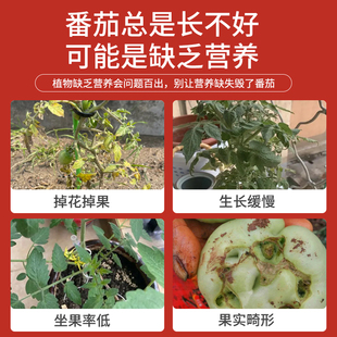 大番茄肥料营养液西红柿专用果蔬瓜果盆栽阳台蔬菜有机肥家用通用