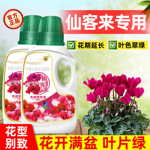仙客来专用肥料营养液花肥兔耳花室内盆栽开花有机营养液肥料