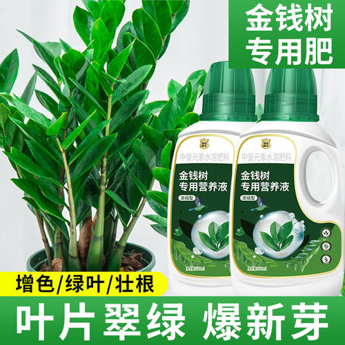 金钱树专用营养液摇钱树钱串子肥