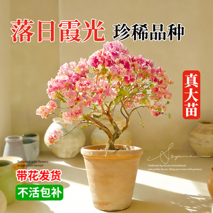 日落三角梅盆栽老桩特大苗带花苞室内花卉绿植物阳台高端重瓣绿樱