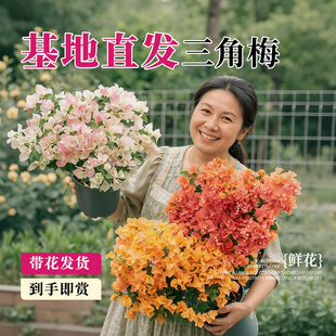 三角梅盆栽带花老桩绿植花卉绿樱重瓣漳红樱树苗室内阳台爬藤植物