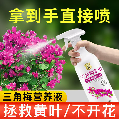 三角梅专用营养液免稀释肥料治叶子发黄掉叶开花专用肥促花